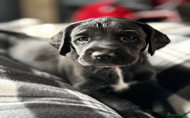 Mixed Breed dogs - Advert 2