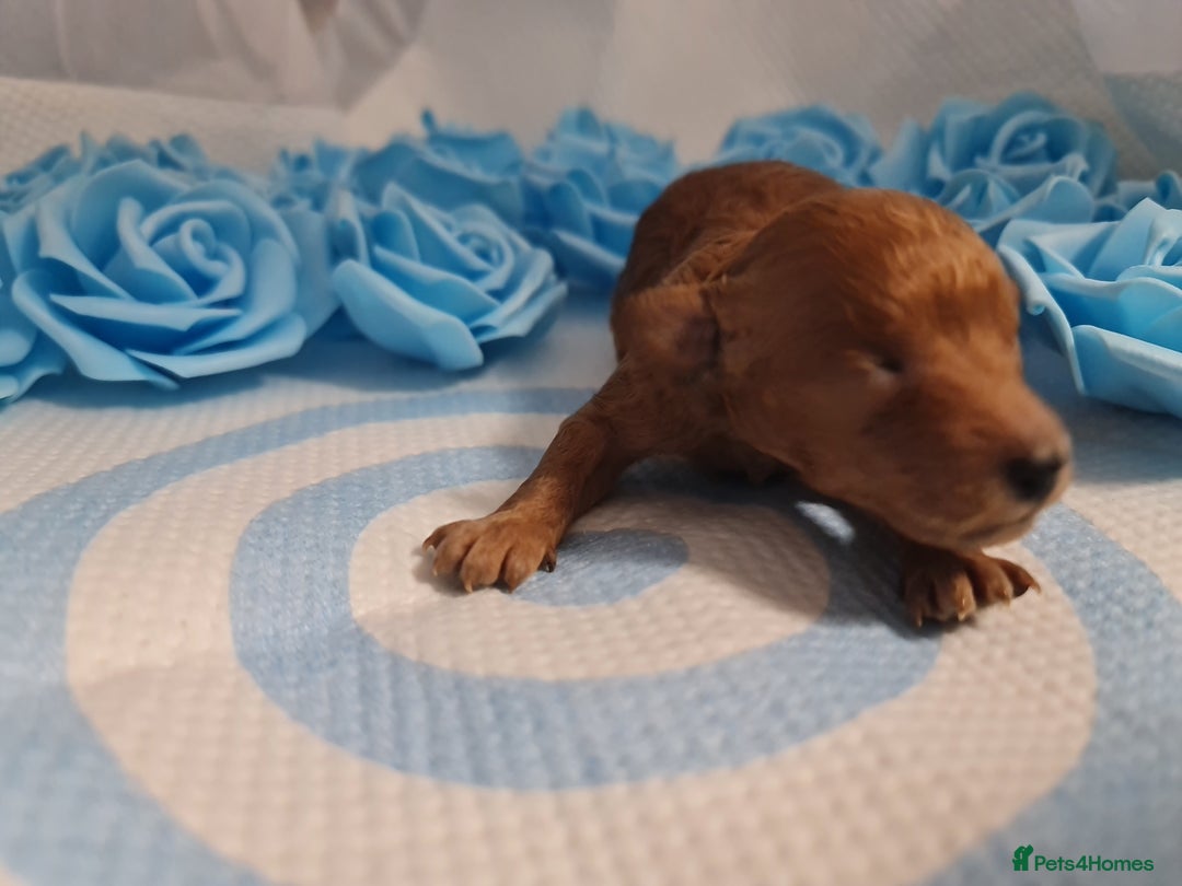Toy Poodle dogs for sale: Tiny kc puppies,DNA&Genetic tested parents  - Image 32
