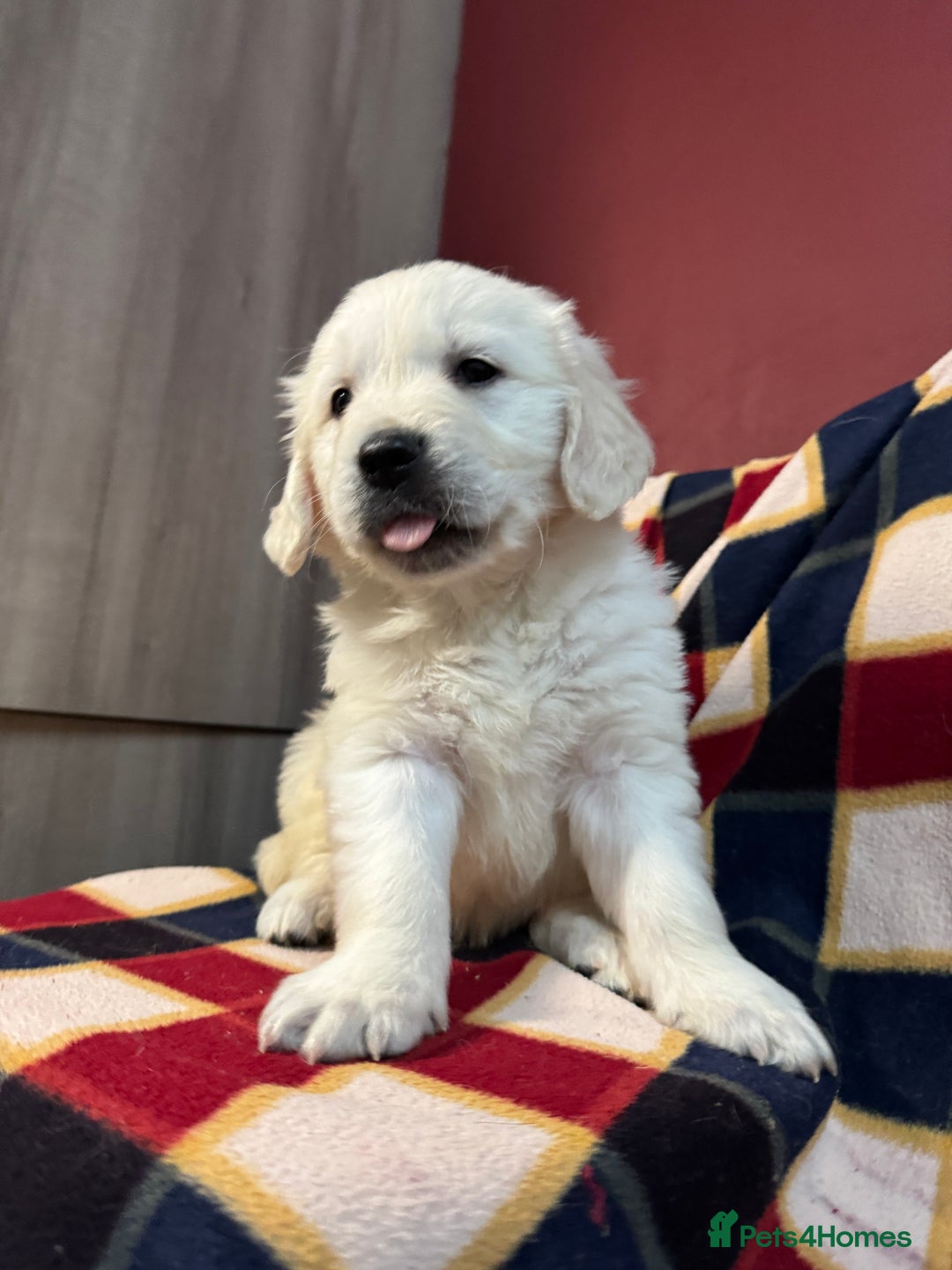 Golden Retriever dogs for sale: KC, Extensively Health tested Parents. Snow white - Image 3