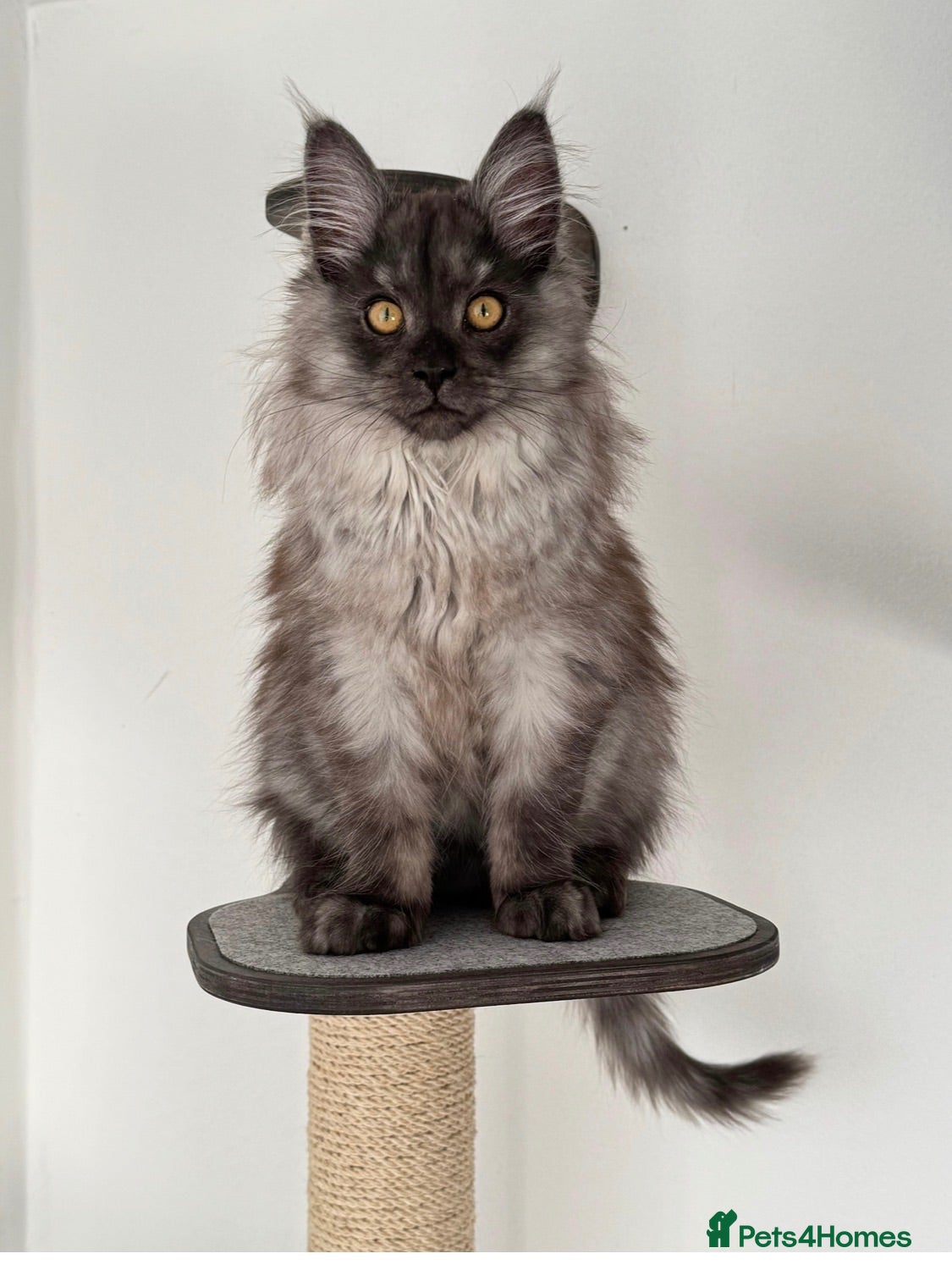 Maine Coon cats BORN TODAY - BLACK & BLUE SMOKES - Advert 2