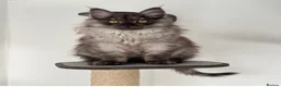 Maine Coon cats for sale: BORN TODAY - BLACK & BLUE SMOKES - Advert 2