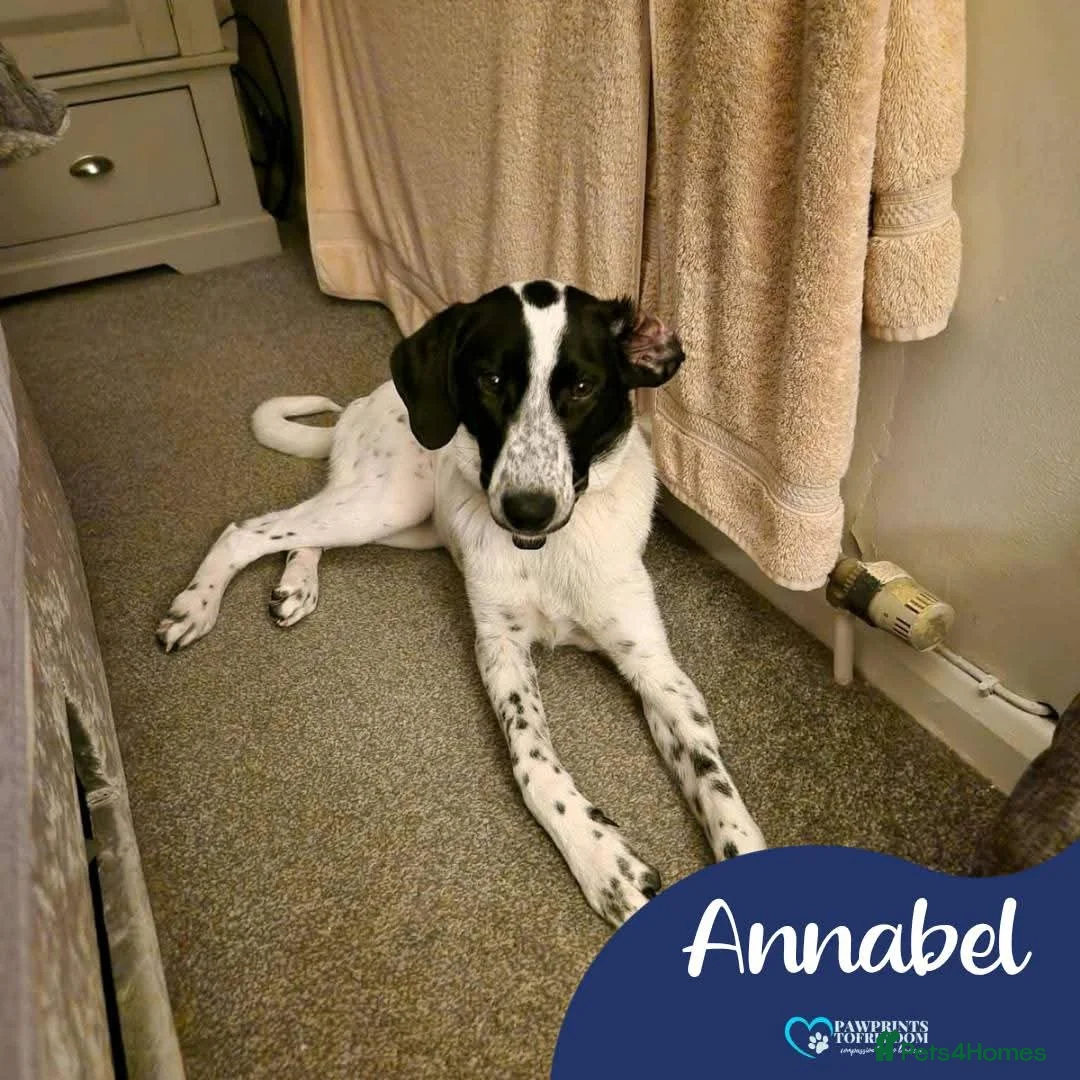 Mixed Breed dogs for adoption: Meet Annabel, currently residing in Hertfordshire  - Advert 1