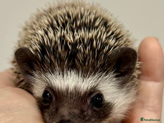 Pygmy Hedgehog rodents Girls Boys Ethically Bred African Pygmy Hedgehogs - Advert 18
