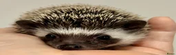 Pygmy Hedgehog rodents for sale: Girls Boys Ethically Bred African Pygmy Hedgehogs - Advert 1