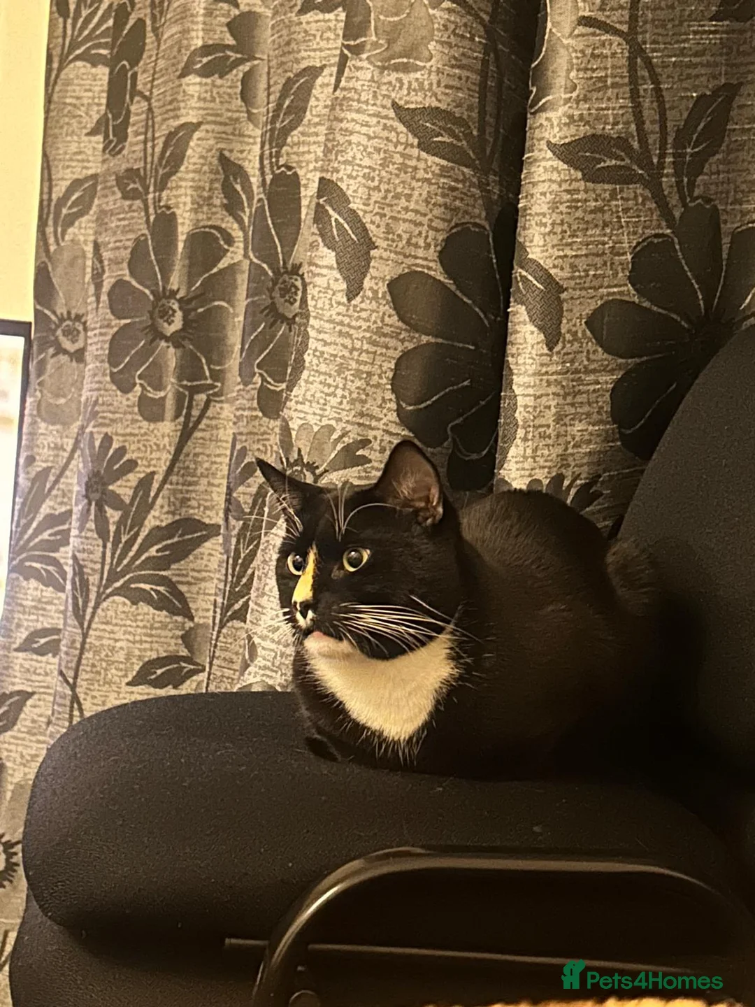 Domestic Shorthair cats for sale: Lovely Indoor Cat – Looking For a New Loving Home in Birmingham - Advert 4