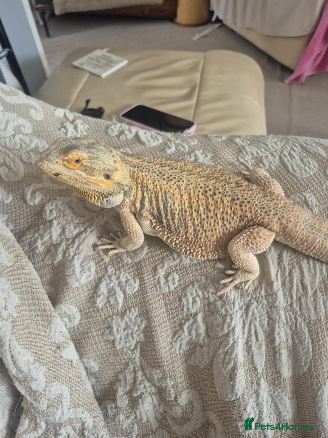 Bearded Dragon reptiles for sale: Bella the Bearded dragon  - Image 2