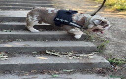 English Bulldog dogs for stud: Grizzly ready to stud  - Image 17