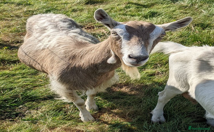 Goats livestock - Advert 7