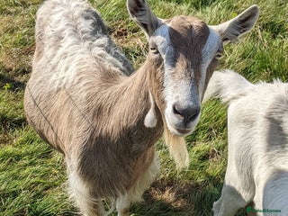 Goats livestock - Advert 40