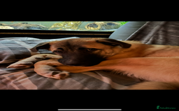 Anatolian Shepherd dogs for sale: 10.5 month old Anatolian mix kangal with a tin - Image 9