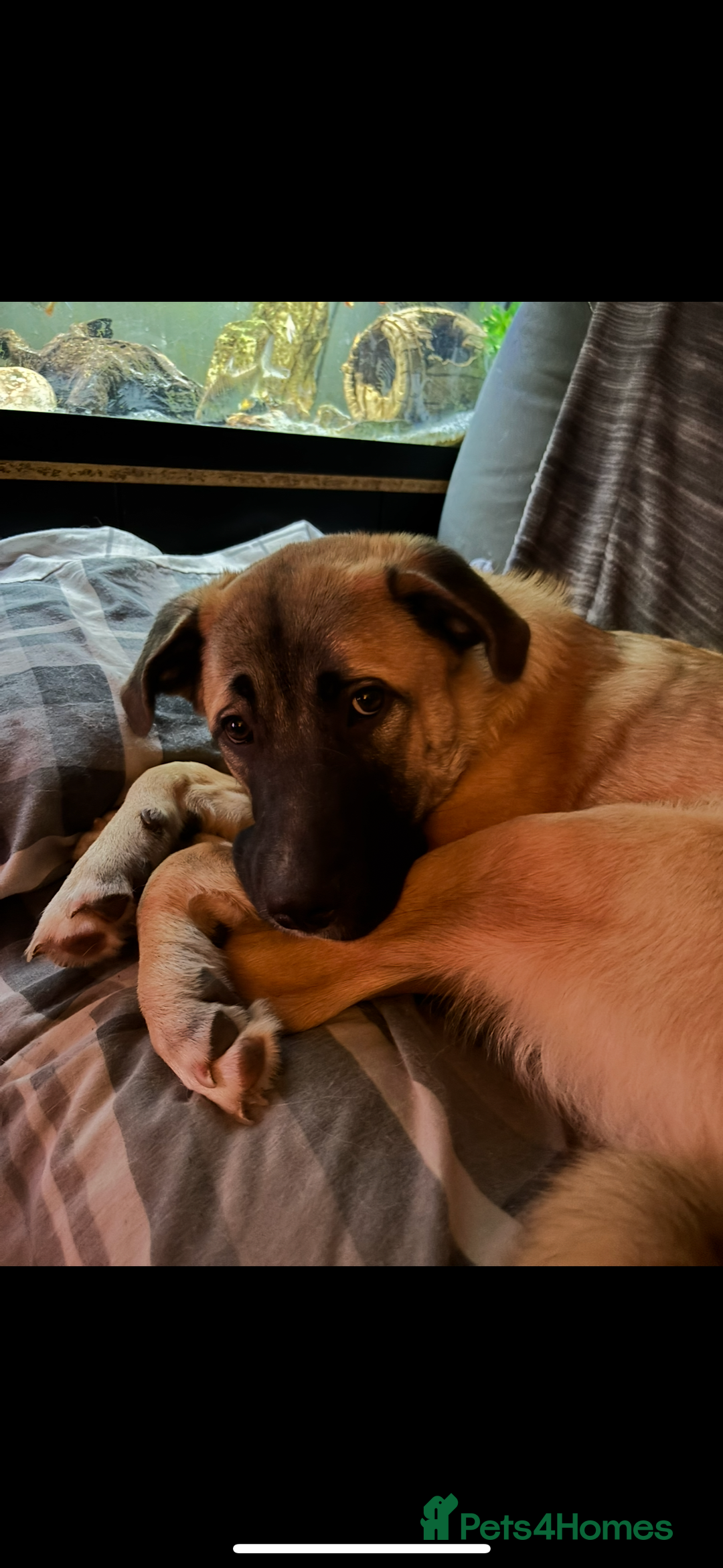 Anatolian Shepherd dogs for sale: 10.5 month old Anatolian mix kangal with a tin - Image 9