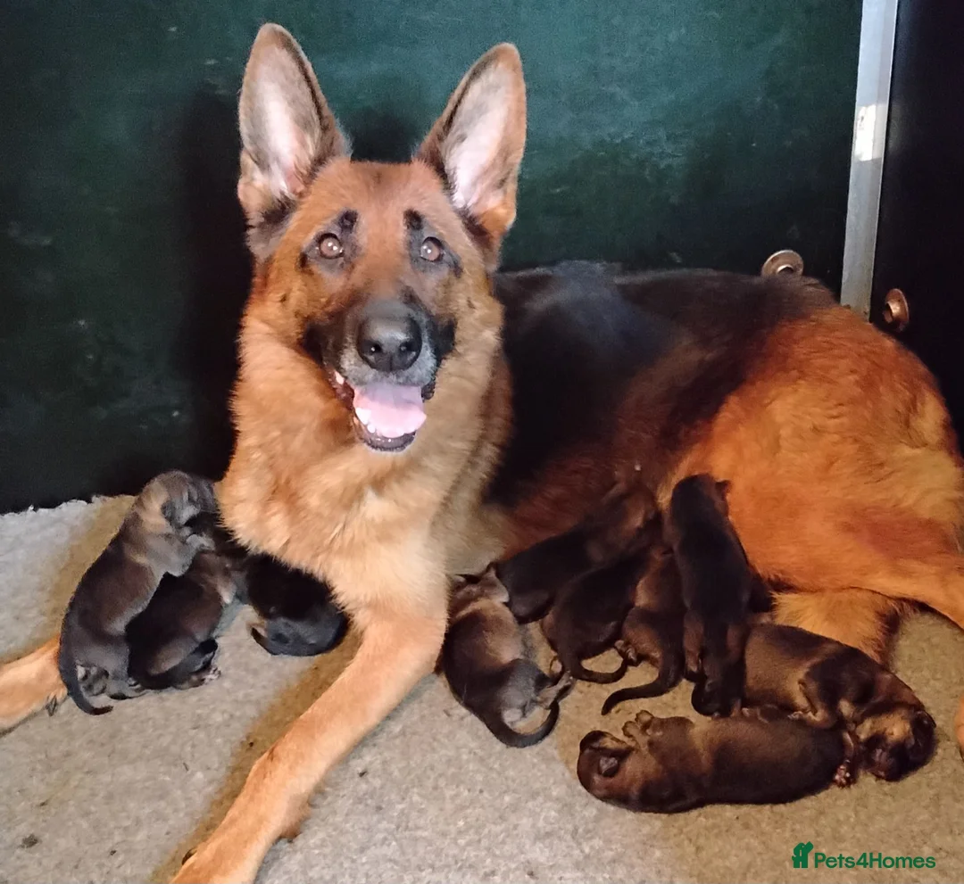 German Shepherd dogs for sale: K.C. reg GSD pups - Advert 1