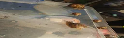 Snails invertebrates for sale: Native UK Snails bioactive tank in Barnsley - Advert 3