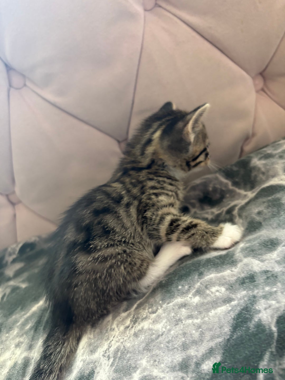 Mixed Breed cats for sale: 6 kittens not ready till 14th August  - Image 25