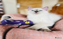 Ragdoll cats for sale: SILKY GCCF PEDIGREE RAGDOLL - Championline  in London - Image 11