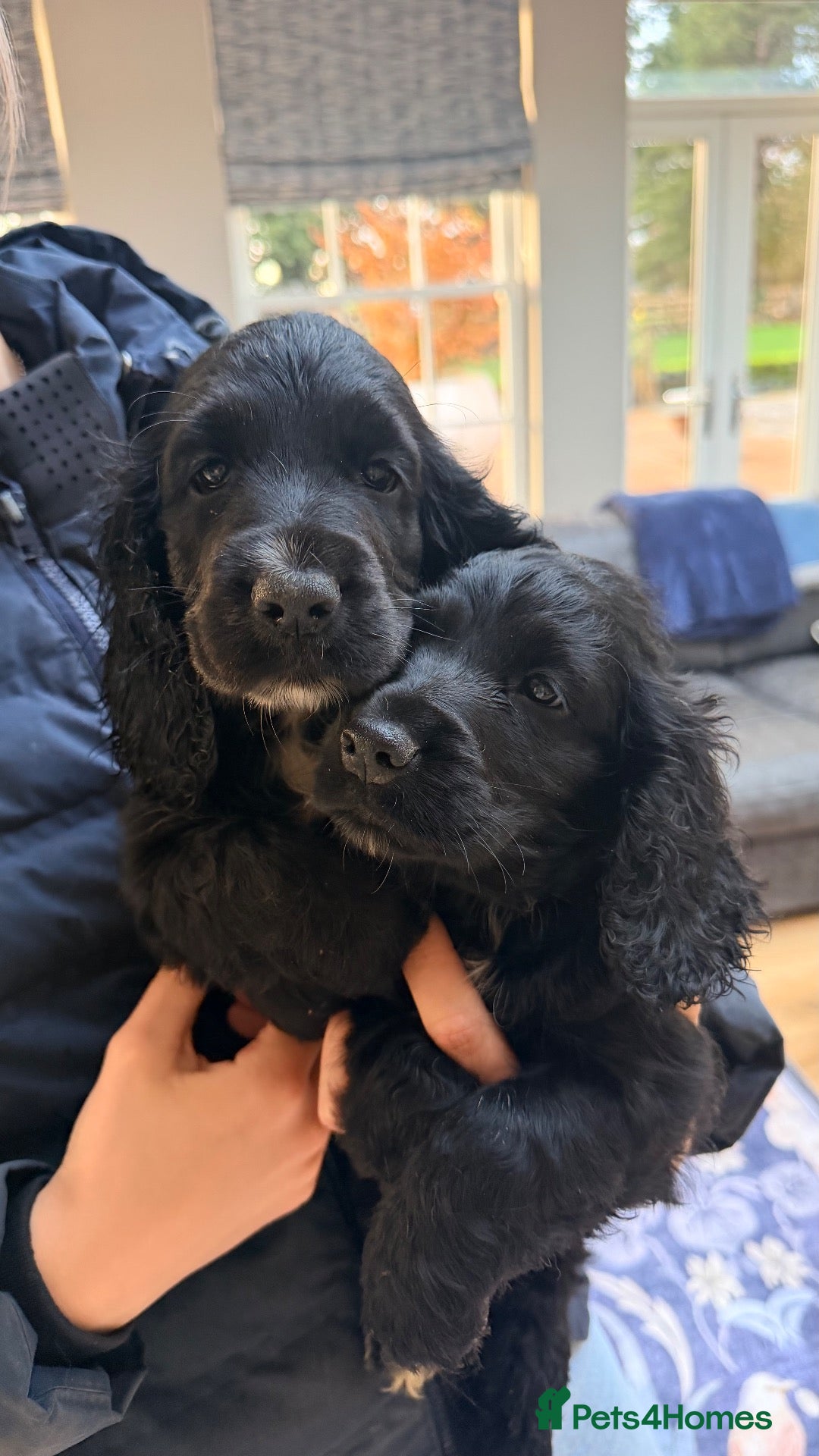 Cocker Spaniel dogs KC Show Type x Working Cocker Spaniel Puppies  - Advert 14