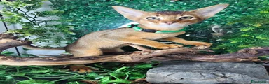 Abyssinian Kitten 2 Green