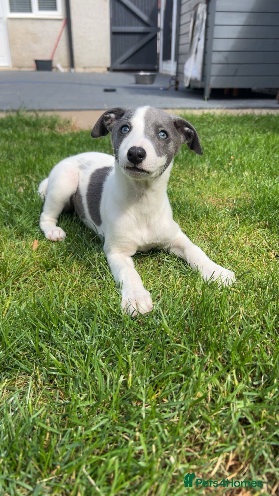 Whippet dogs Stunning kc whippet puppy’s  - Advert 2