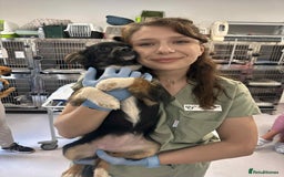 Mixed Breed dogs for adoption: 🪻Hermione🪻for adoption, fostered in OXFORD - Image 2
