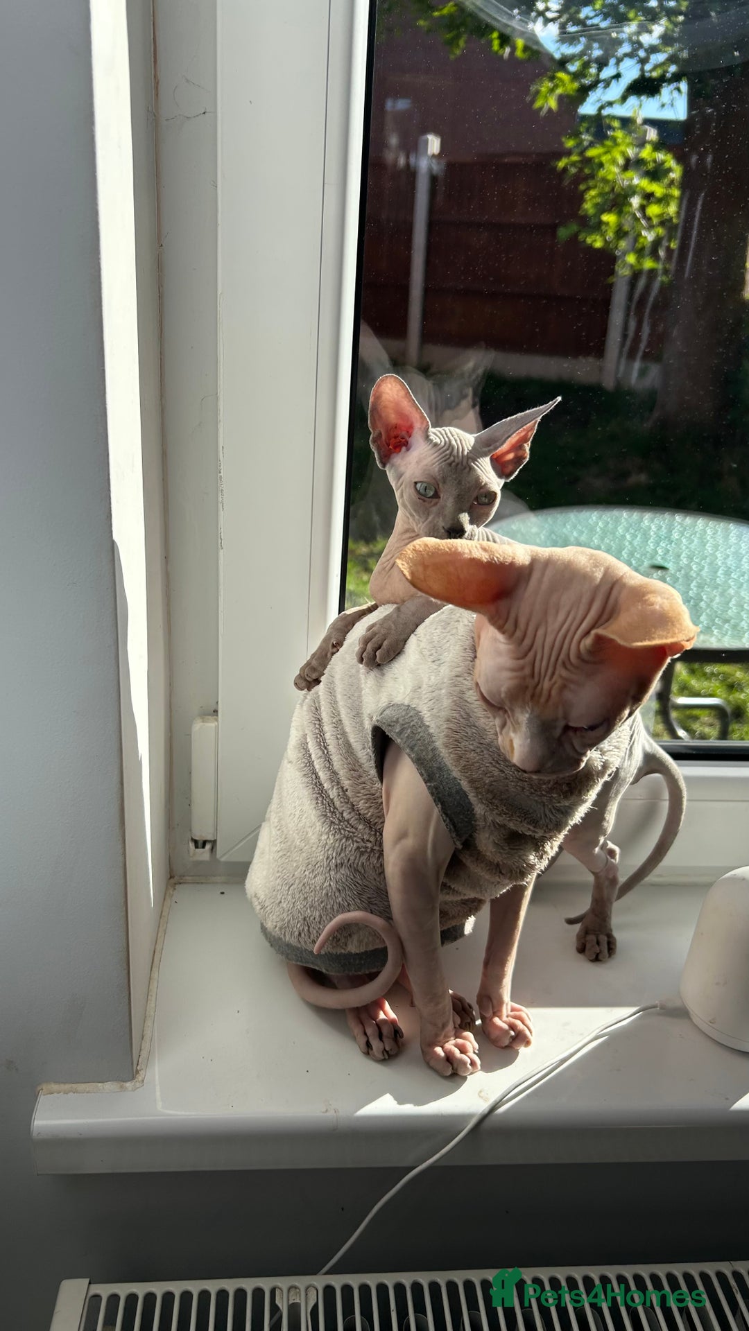 Sphynx cats for sale: Amazing boy. - Image 10