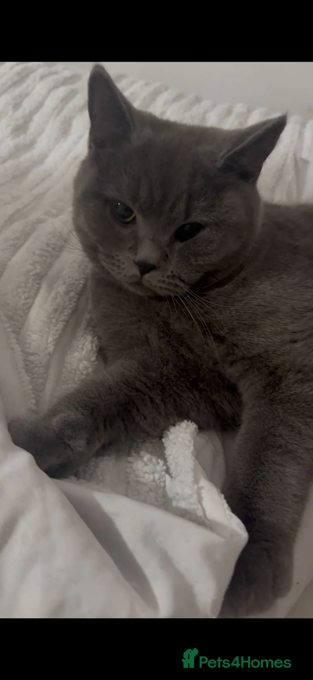 British Shorthair cats for sale: *Package* Male and Female British Shorthair kitten - Advert 5