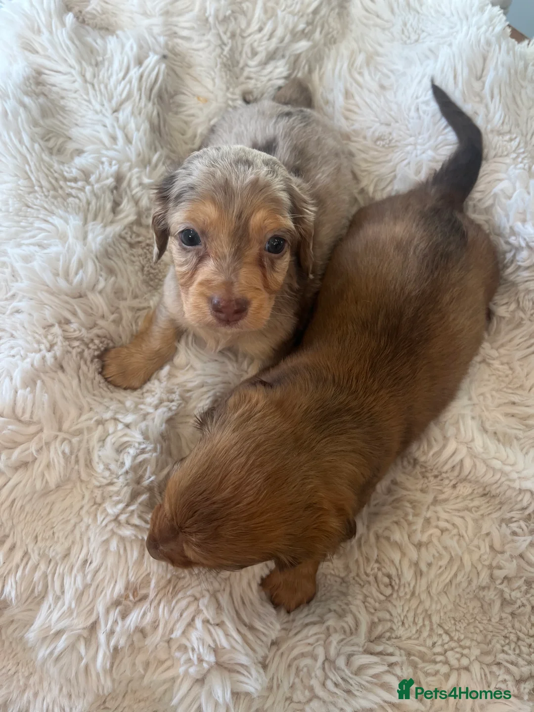 Miniature Dachshund dogs for sale: Mini long haired dachshund pups - Advert 12