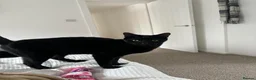 Domestic Shorthair cats for sale:  🐾 Meet Lenny – The Sweetest Little Shadow - Advert 5