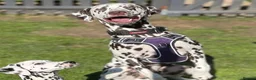 Dalmatian dogs for stud: Our Loveable Handsome Liver Dalmatian Marshall - Advert 2