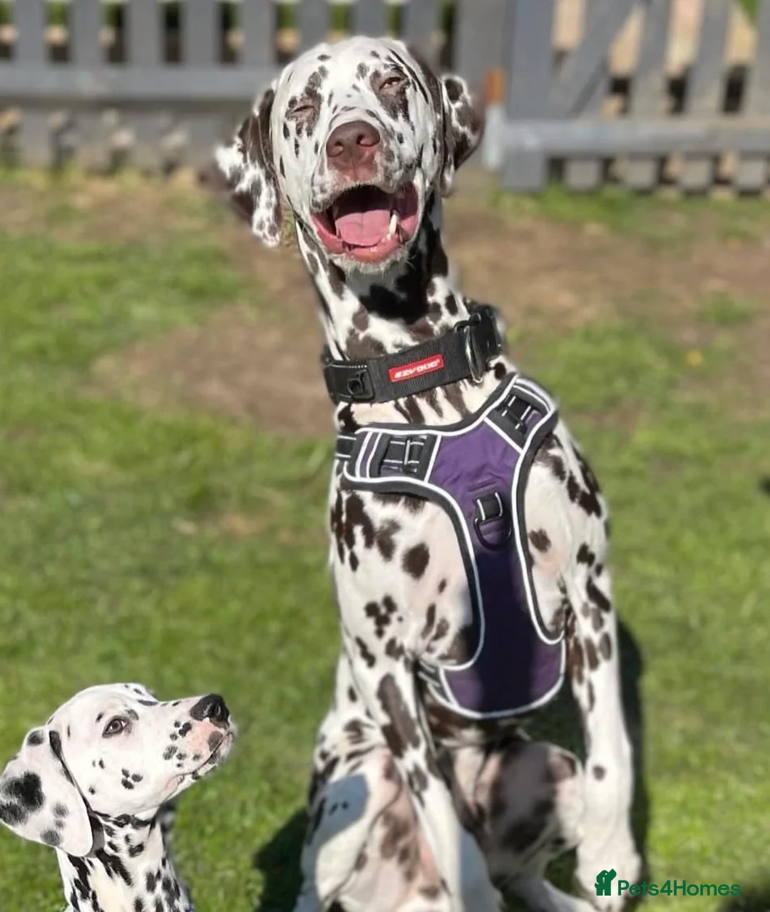 Dalmatian dogs for stud: Our Loveable Handsome Liver Dalmatian Marshall - Advert 2
