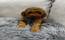 Labradoodle dogs for sale: Miniature Labradoodle  - Advert 7