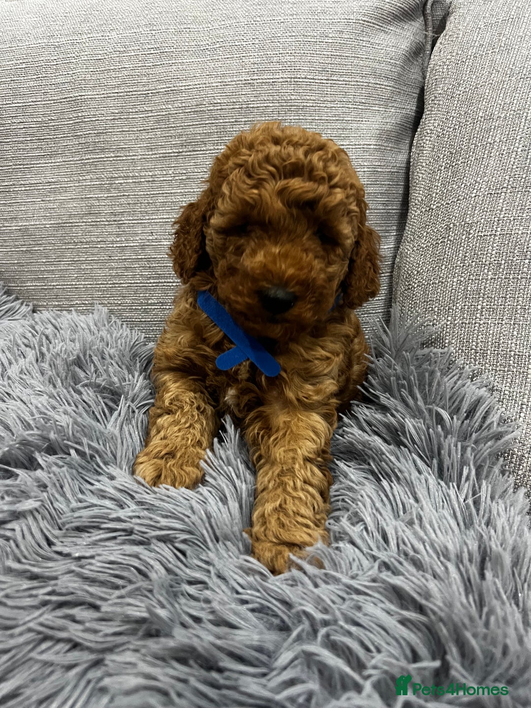 Labradoodle dogs for sale: Miniature Labradoodle  - Advert 7