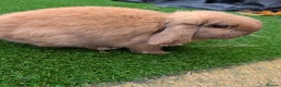 Mini Lop rabbits for sale: Bonded Pair of Mini Lop Males – 9 Months Old - Advert 8