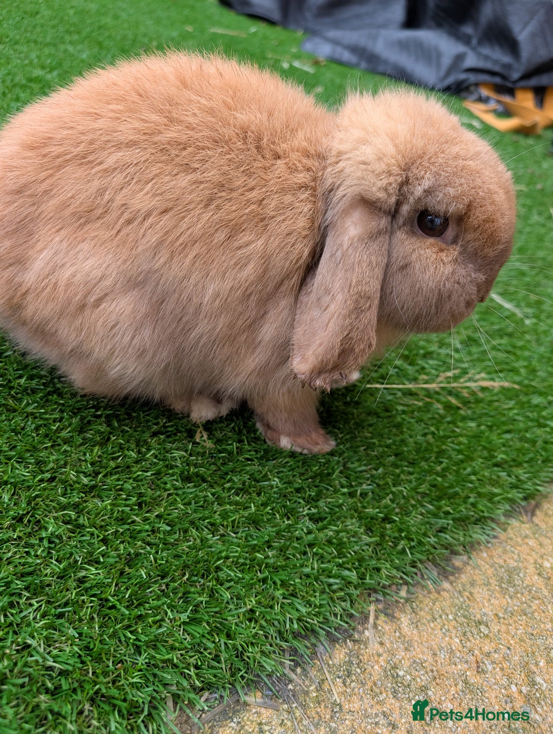 Mini Lop rabbits for sale: Bonded Pair of Mini Lop Males – 9 Months Old - Advert 8