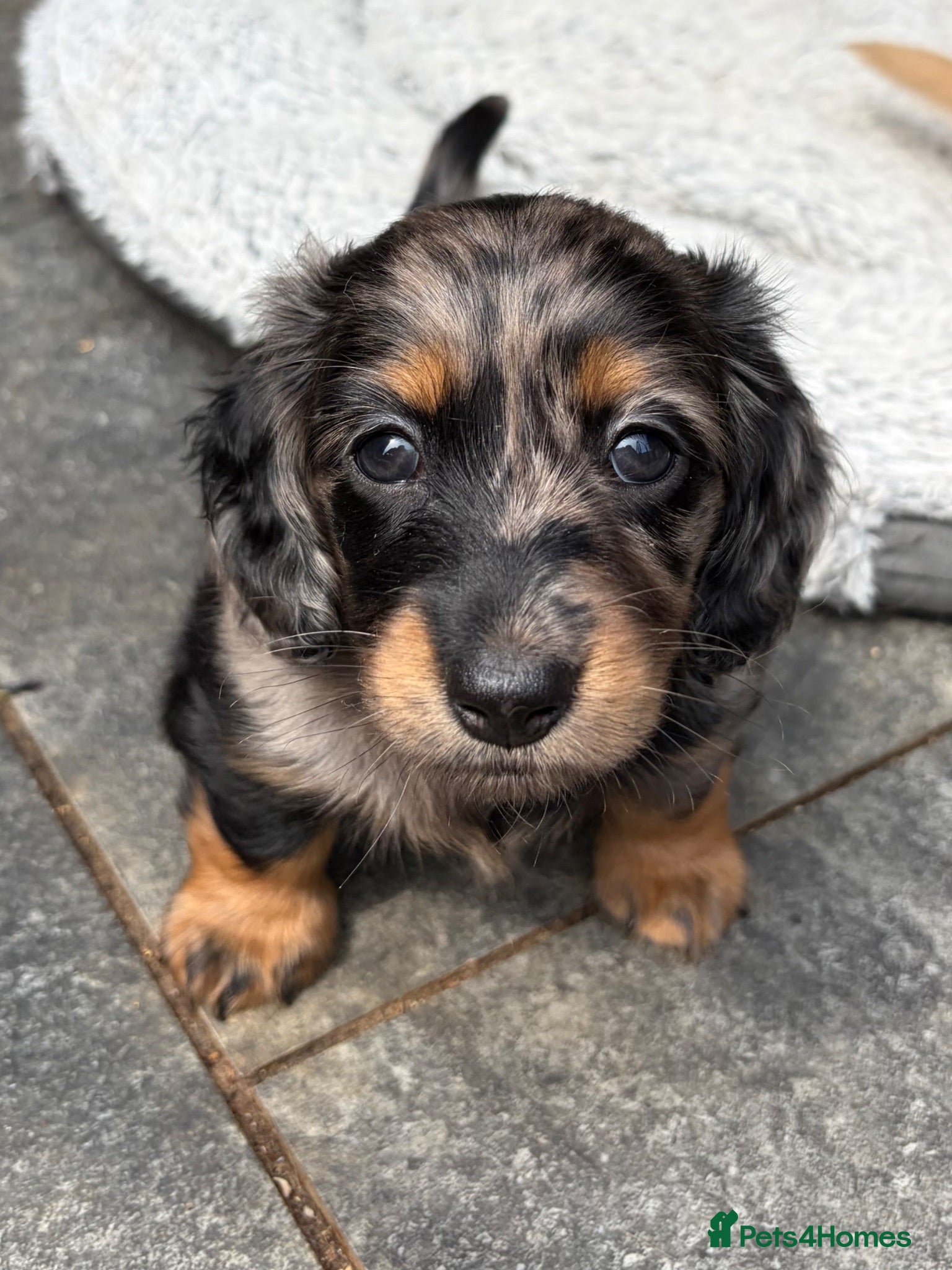 Dachshund dogs KC Reg, Health Tested Mini Long Haired Dachshunds  - Advert 2