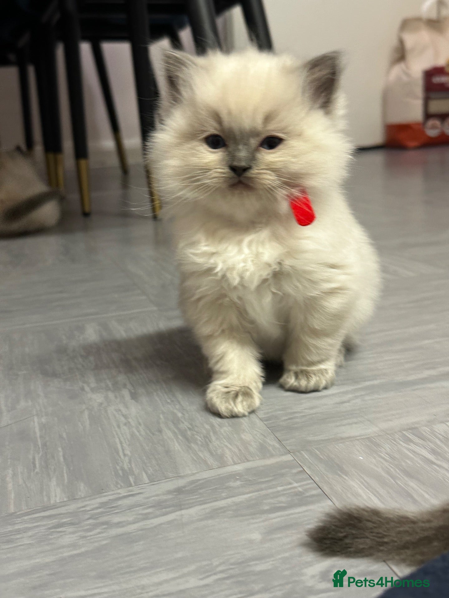 Ragdoll cats for sale: Pure Ragdolls/OPEN TO OFFERS - Advert 1