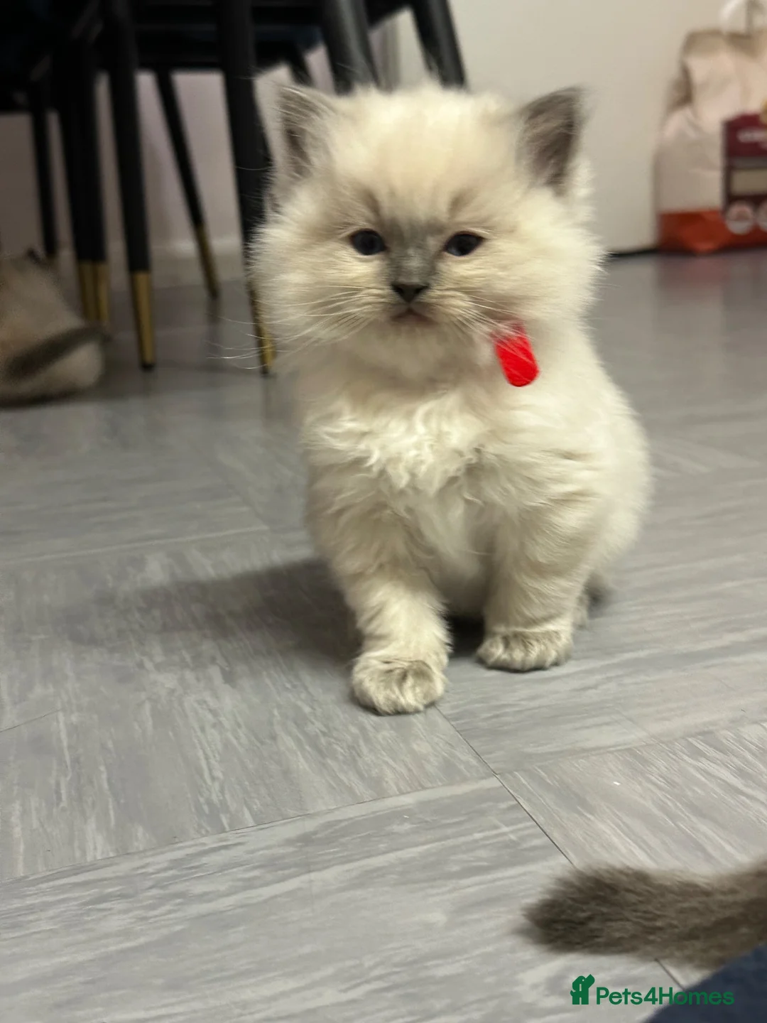 Ragdoll cats for sale: Pure Ragdolls/OPEN TO OFFERS - Advert 1