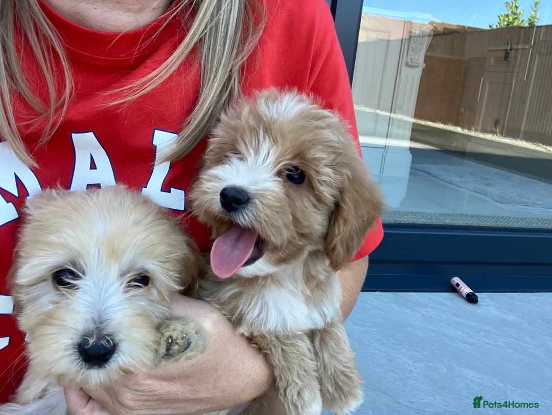 Cockapoo dogs for sale: Our baby cockapoos 🥰 - Image 10