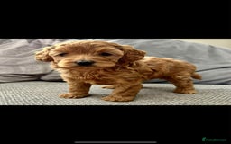 Miniature Poodle dogs for stud:  ⭐️KC PRINCE CHARMING BLUE BOY MINIATURE POODLE⭐️ - Image 30