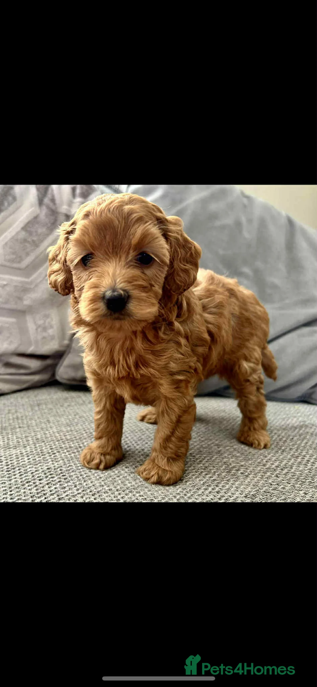 Miniature Poodle dogs for stud:  ⭐️KC PRINCE CHARMING BLUE BOY MINIATURE POODLE⭐️ - Advert 28