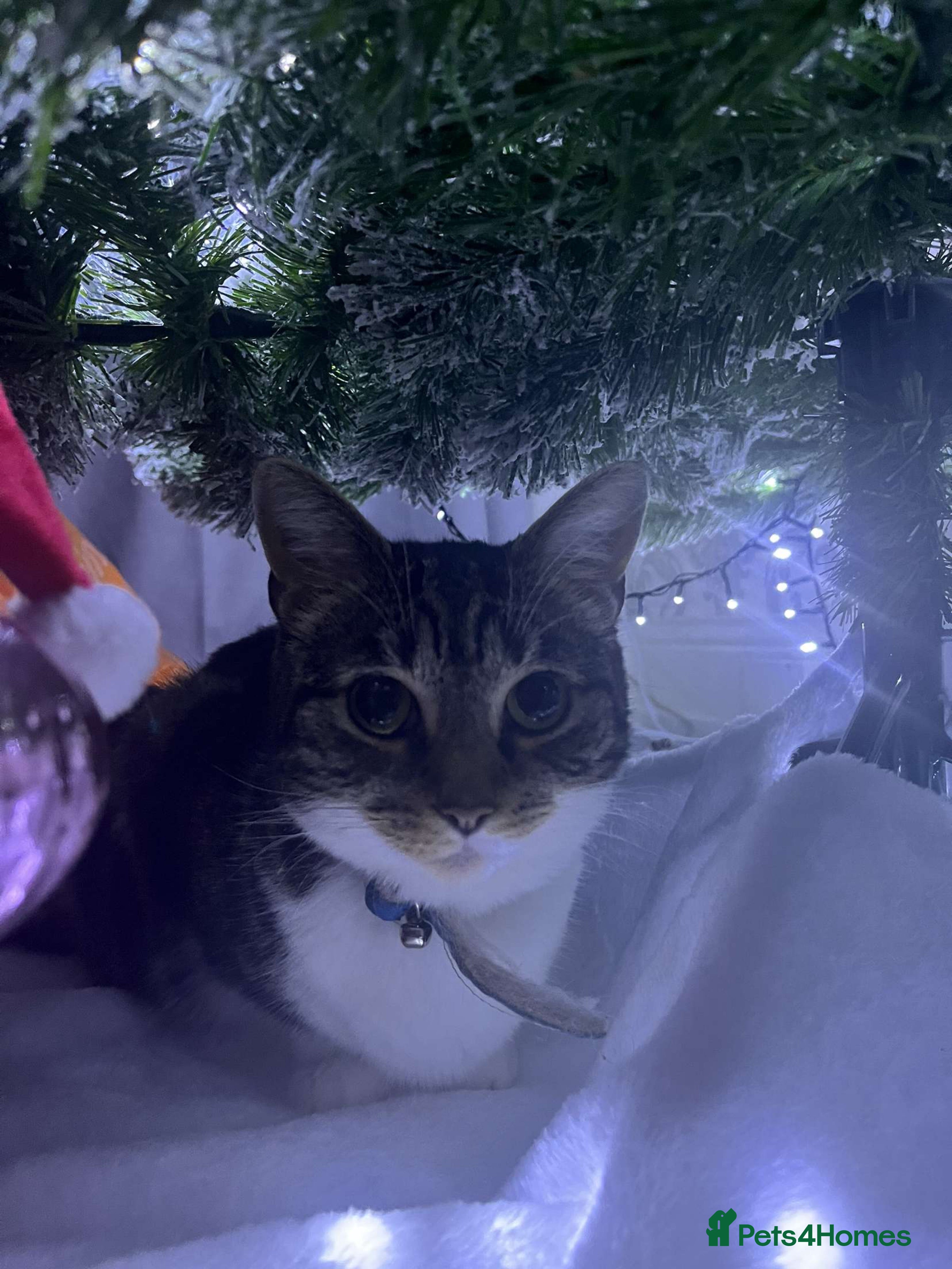 Mixed Breed cats Female cat - Advert 12