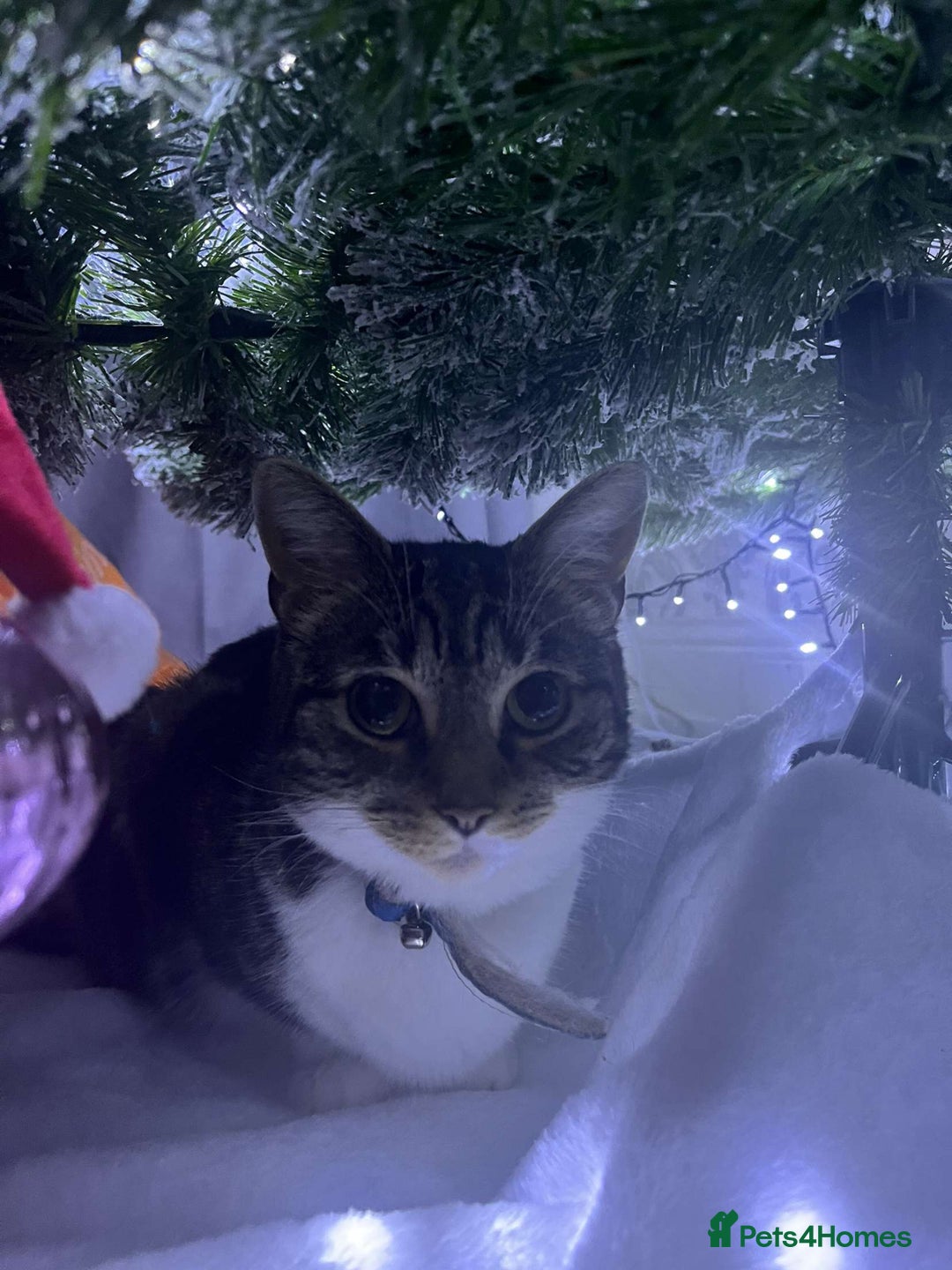 Mixed Breed cats for sale: Female cat - Advert 1