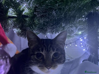 Mixed Breed cats Female cat - Advert 1