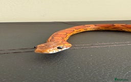 Corn Snake reptiles for sale: Female Corn Snake (no set up included)  - Image 4