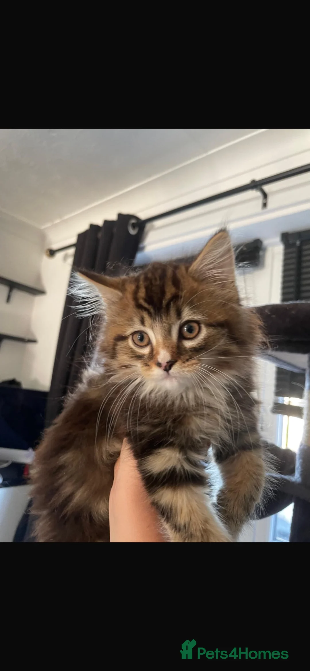 Mixed Breed cats for sale: Fluffy mixed breed Kittens - Advert 1