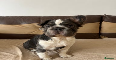 French Bulldog dogs - Advert 14