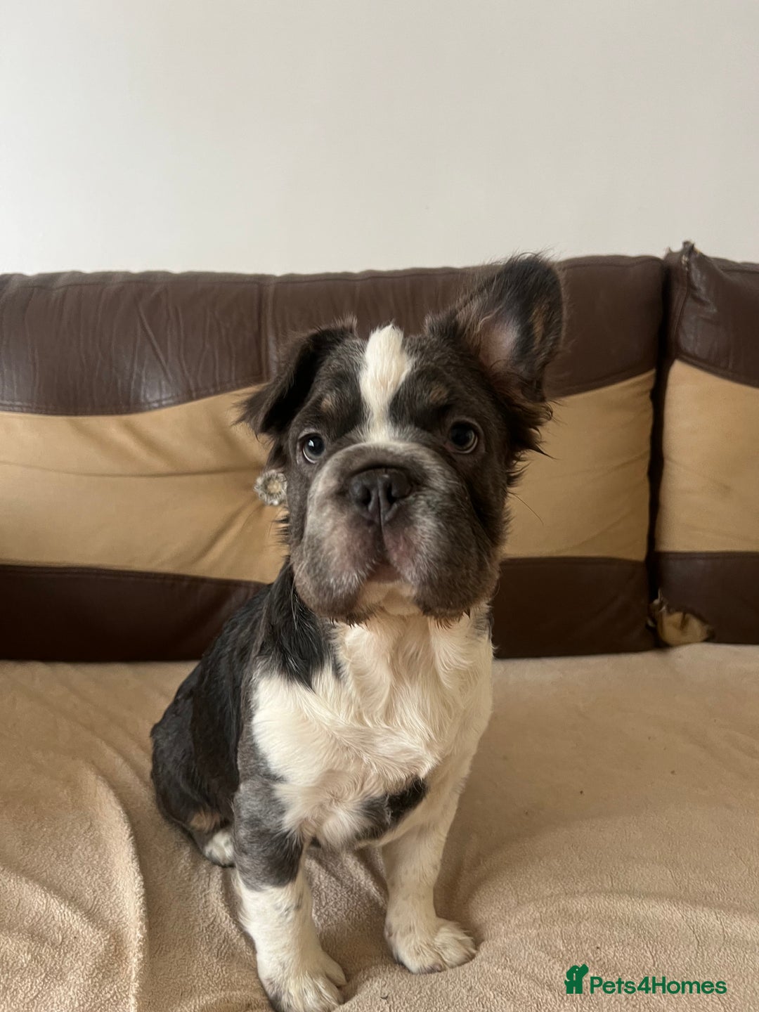 French Bulldog dogs for sale: French bulldogs - Image 2