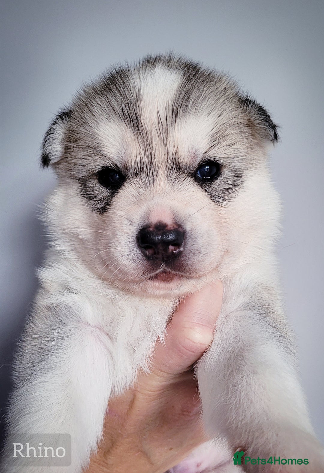 Siberian Husky dogs for sale: Best Quality Siberian Husky Puppies in Scotland - Image 9