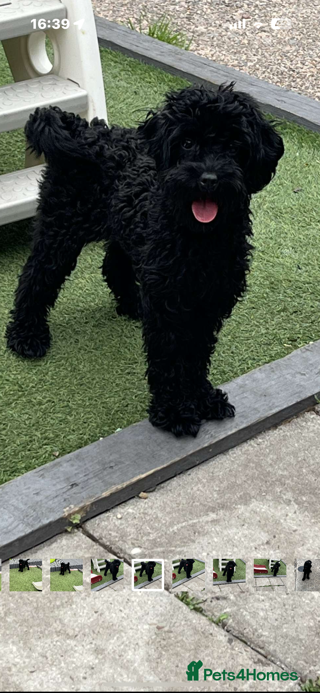 Cavapoo dogs for sale: Cavapoo - Image 2