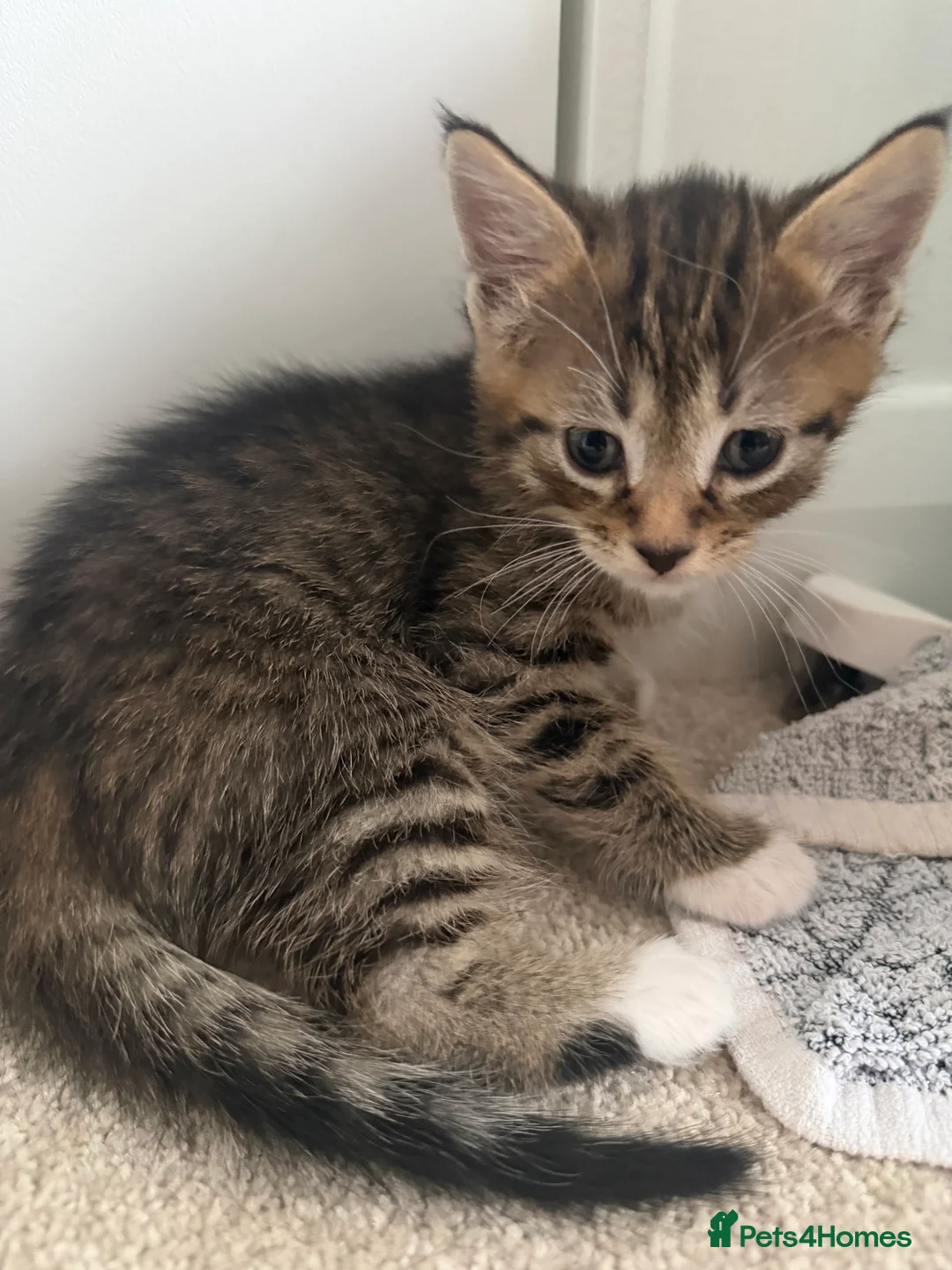 British Shorthair cats for sale: Gorgeous boy - Advert 2