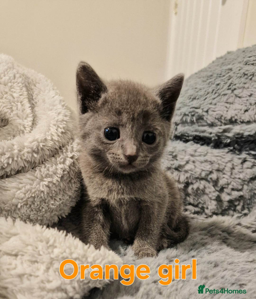 Russian Blue cats for sale: 7 Beautiful Russian Blues kittens 5 Girls 2 Boys. - Advert 6
